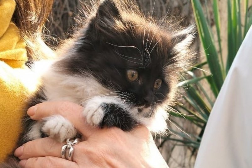 Кошку по имени Музя забрала из музея художница из Ессентуков соцсети Ессентукского историко-краеведческого музея