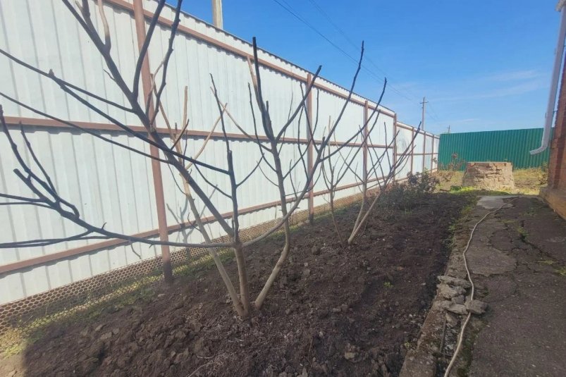 Каждое деревце в саду скажет "спасибо": простой шаг к зеленому оазису на вашей даче — инструкция осенней обрезки ИА SochiMedia