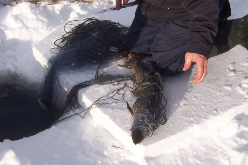 Тематическое фото pxhere.com