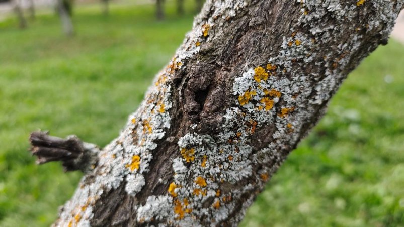 Лишайники Автора