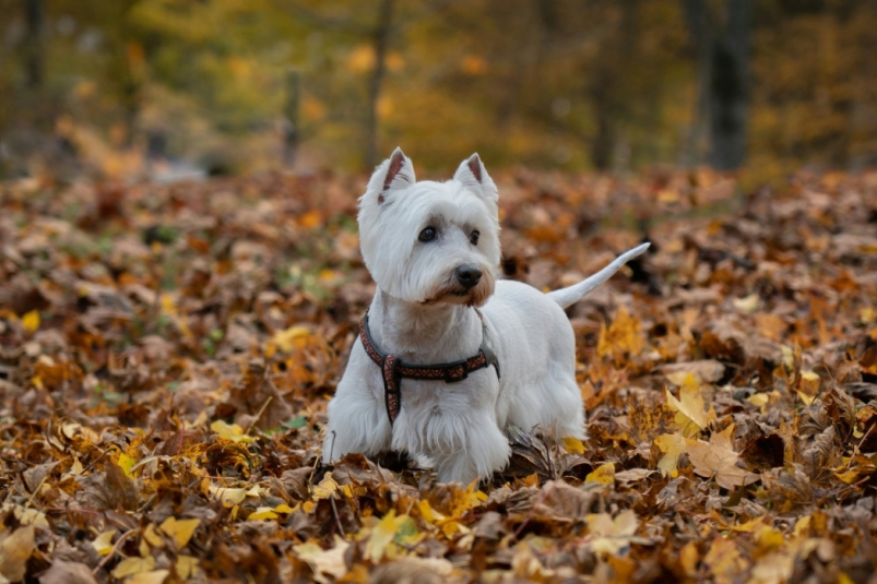 Ветеринар предупредила: с этими породами собак нельзя долго гулять осенью-зимой - рискуете здоровьем питомца Edvinas Kumšlytis / unsplash