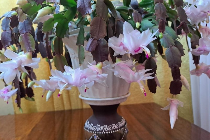  ИА SevastopolMedia