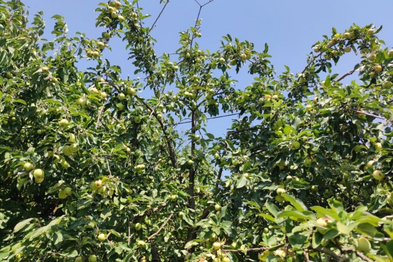 В ноябре яблоне - обязательно: 2 ст.л. под корень - и урожая в 3 раза больше, плоды крупные и сладкие фото автора