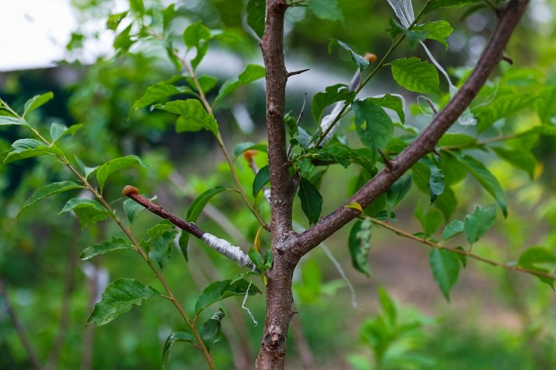 Озеленение, Высадка деревьев, благоустройство, саженцы, деревья, кусты, горшок Илья Аверьянов, ИА Primamedia