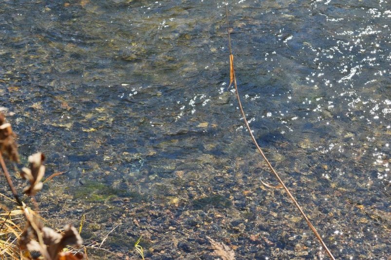 Нарушителей привлекли к уголовной ответственности за "рыбалку" на "Земле леопарда" пресс-служба ФГБУ "Земля леопарда"