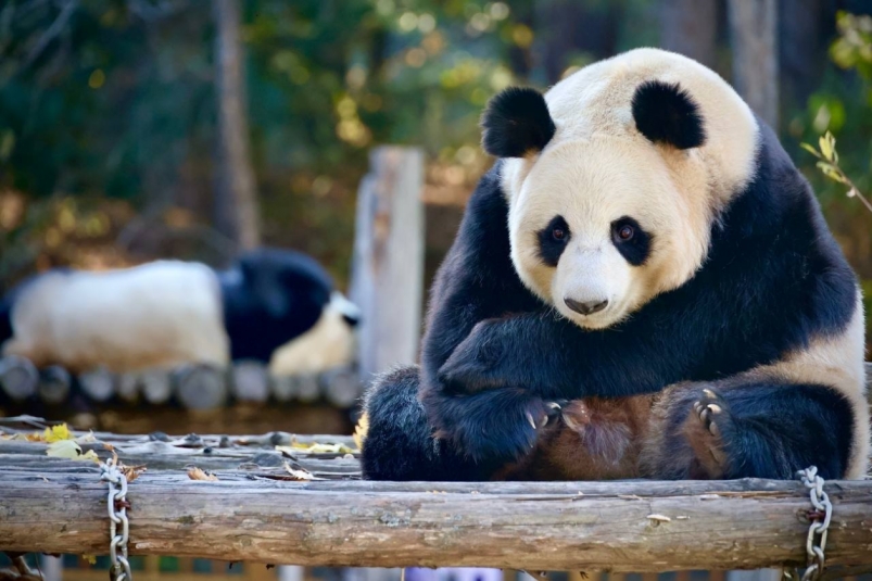 Панда-парк в Чанчуне основатель тг-канала VisitChina.ru (18+) Константин Ягодин