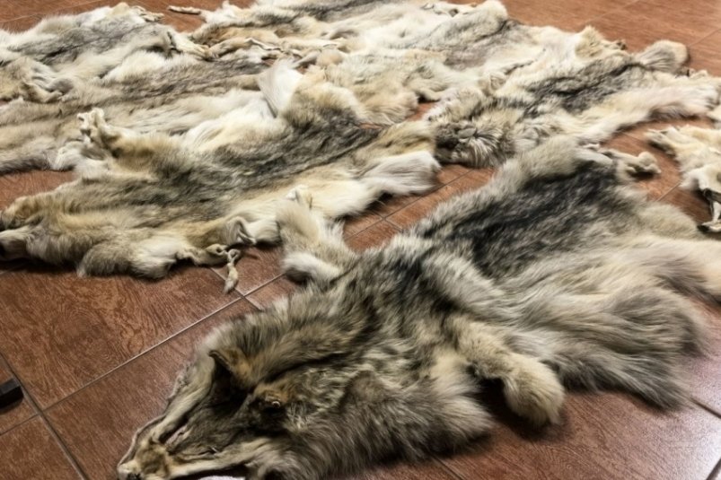 Шкуры волков пресс-служба Минприроды Забайкальского края