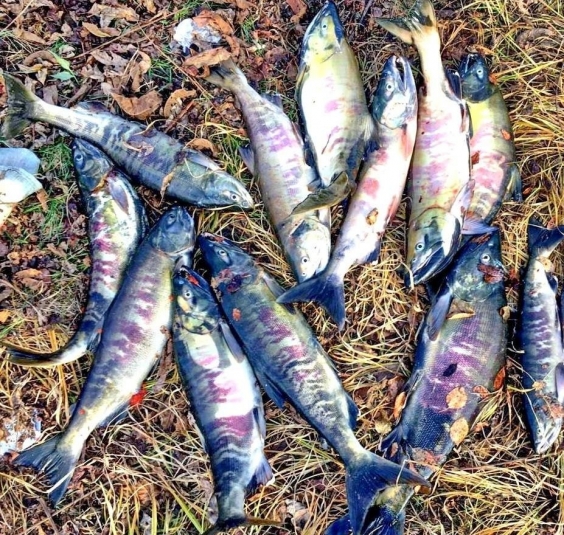 Нарушителей привлекли к уголовной ответственности за "рыбалку" на "Земле леопарда" пресс-служба ФГБУ "Земля леопарда"