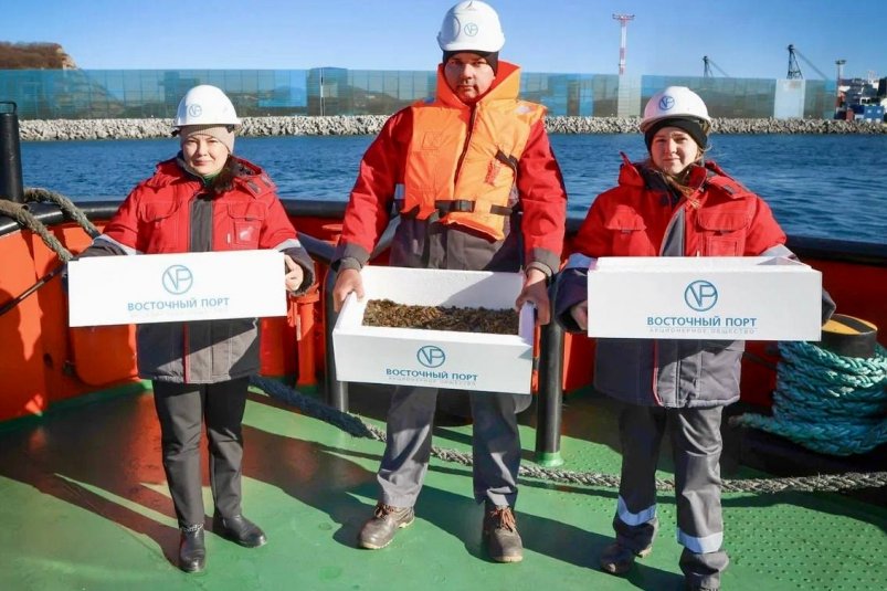 "Восточный Порт" высадил молодь трепанга в акваторию бухты Врангеля АО "Восточный Порт"