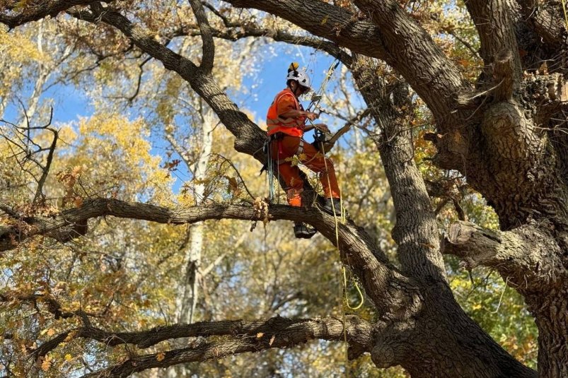 Работы по оздоровлению Соцсети губернатора Севастополя Михаила Развожаева