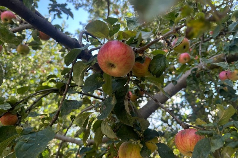 Точно не мочевиной: вот чем обработать деревья к морозам: плоды здоровые, хоть на выставку вези ИА Stavropol.Media