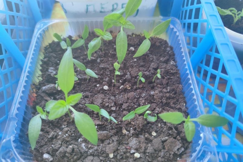 От лука до базилика: мой огород на подоконнике кормит семью зимой фото автора