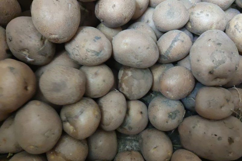 Не сгниет даже в теплом подвале: храню картошку так осенью - овощи свежие до весны ИА Stavropol.Media