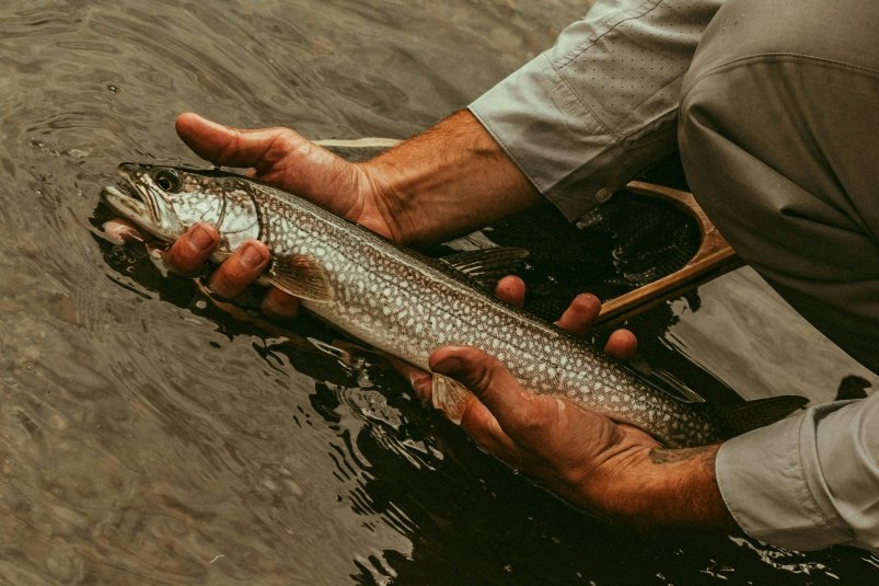 Бросьте горсть этого в воду - и караси "набегут" со всего озера: секретная прикормка за копейки Chelsea Erickson / unsplash
