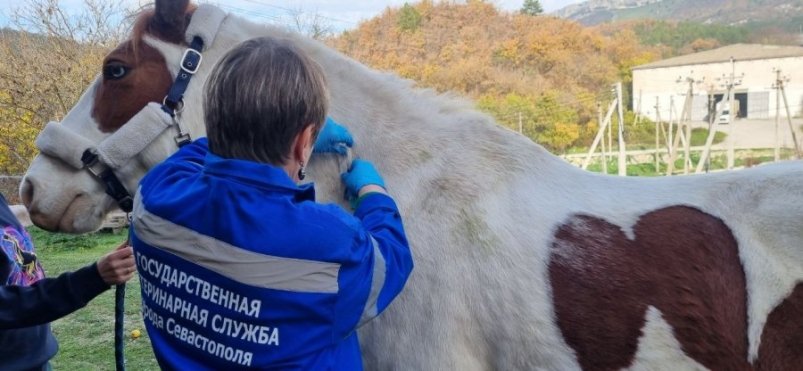 Вакцинация лошади Пресс-служба правительства Севастополя