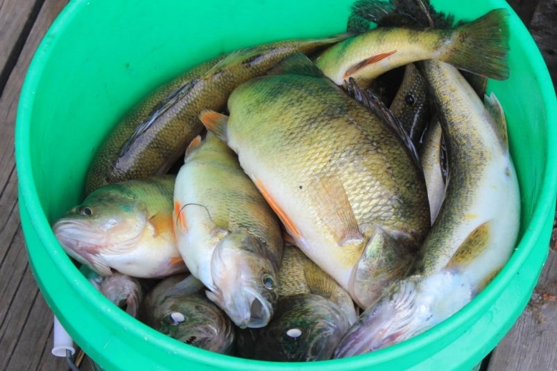 Тематическое фото Pxhere.com