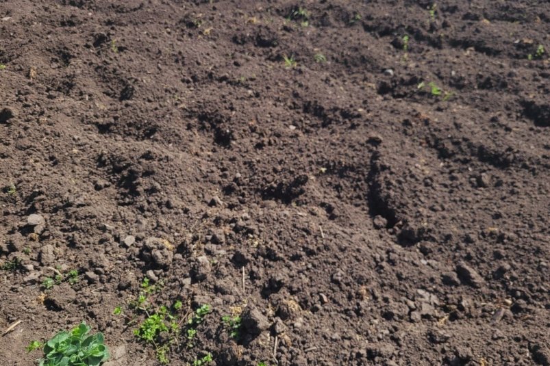 В ноябре раскидываю 20 г на квадратный метр - и весной почва мягче пуховой перины: урожая в 2 раза больше фото автора