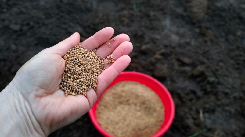 Сидераты Автора