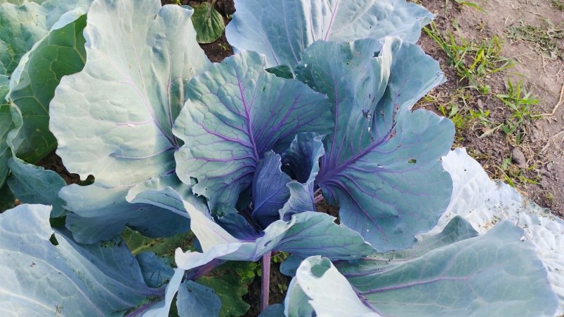 Капуста Автора