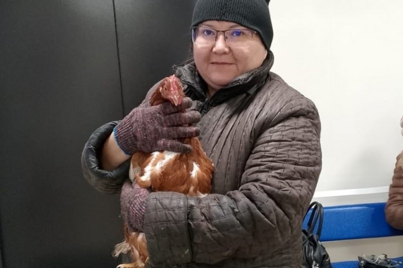 Курица и её хозяйка Госветслужбы Забайкалья
