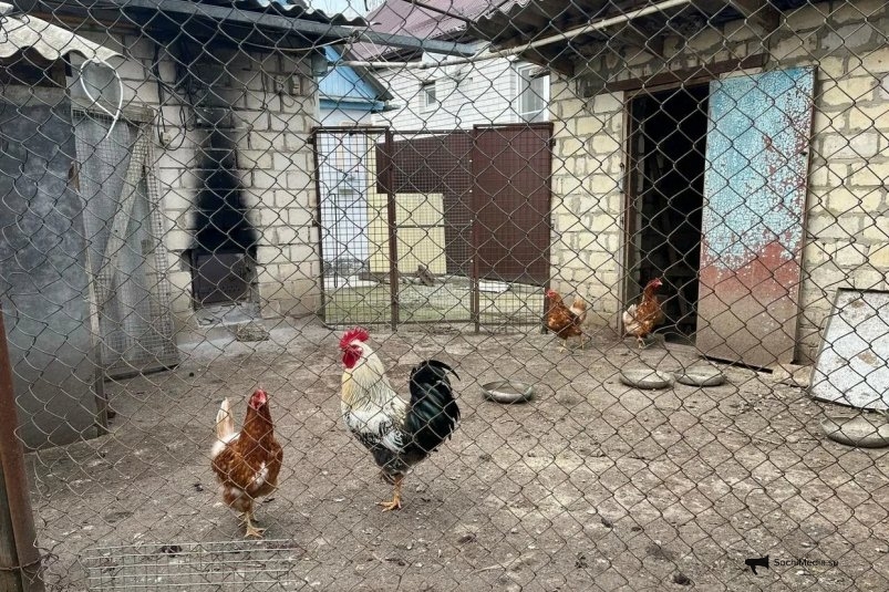 Курятник ИА SochiMedia