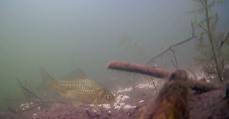 Бросил горсть в реку — и караси сбежались как на праздник: копеечная прикормка дзен-канал "Рыбалка с Денчиком" (12+)