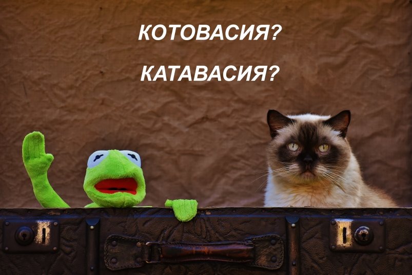 Как правильно: "котовасия" или "катавасия" - даже учителя промахиваются pxhere.com