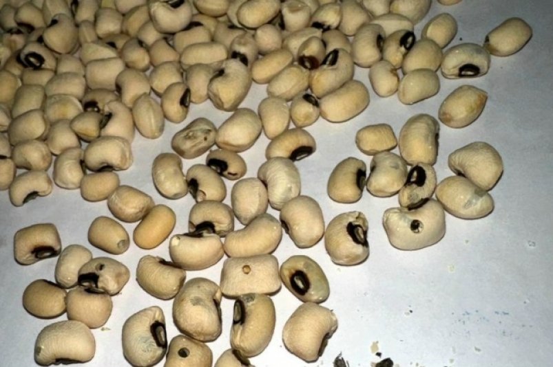 В Якутию завезли несколько партий зараженной фасоли с ВК страницы Управления Россельхознадзора по АО и РС(Я)