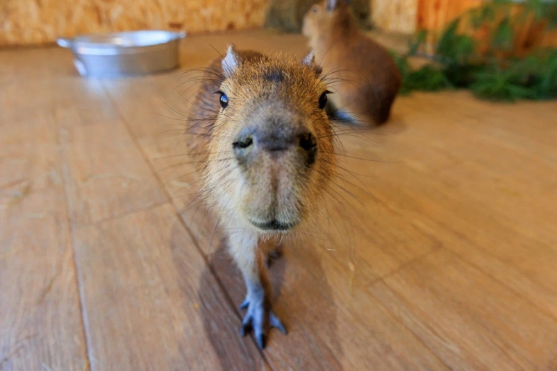 Капибары осваиваются в Приморье Яна Гайдук, ИА PrimaMedia