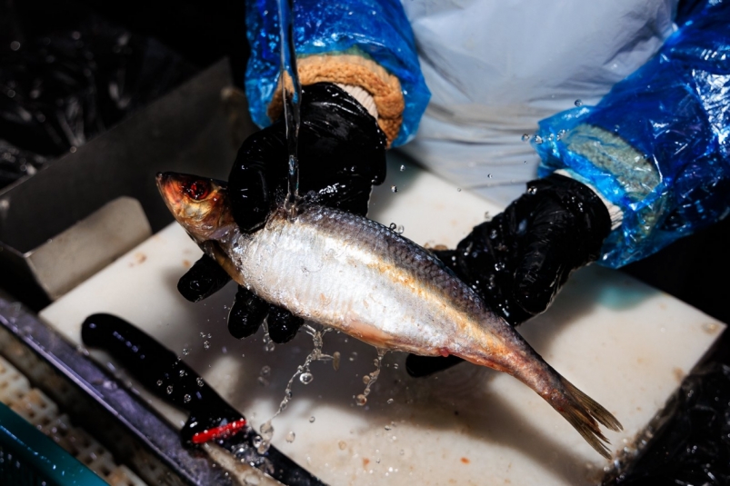 рыба, селедка, сельдь, разделка рыбы Евгений  Кулешов, ИА PrimaMedia.ru