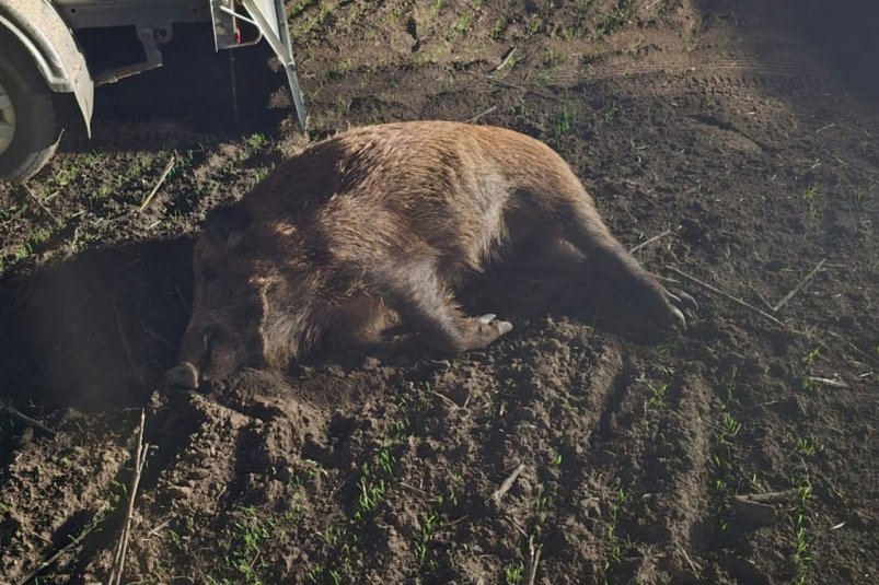 Браконьер на Дону незаконно застрелил восемь диких кабанов Минприроды Ростовской области