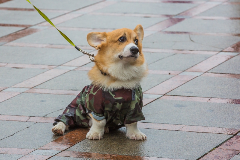 Эксперты раскрыли, как уберечь питомца от похитителей и догхантеров Мария Смитюк, ИА PrimaMedia