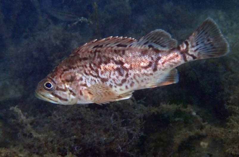 Дальневосточный окунь хорошо себя чувствует в Черном море Соцсети Института биологии южных морей имени А.О.Ковалевского РАН