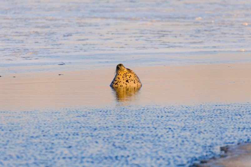 зима, море, погода, лед, холод, тюлень, морской котик, ларга Евгений  Кулешов, ИА PrimaMedia.ru