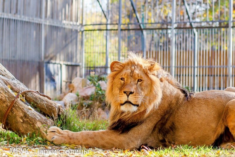 Ставропольский лев переехал в Симферополь МБУК "Парки столицы"