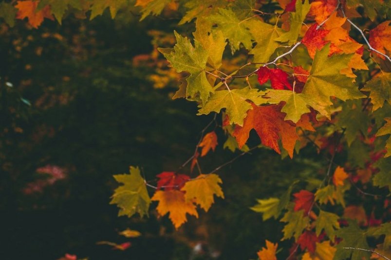 Тематическое фото unsplash