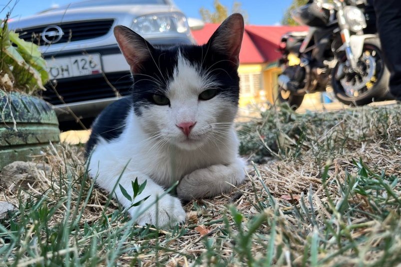 Почему на самом деле болеют кошки: как животные забирают болезни хозяев фото автора