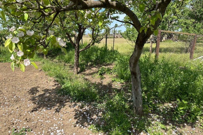 В ноябре обрабатываю сад этим средством - и все вредители уничтожены: будущий урожай спасен фото автора