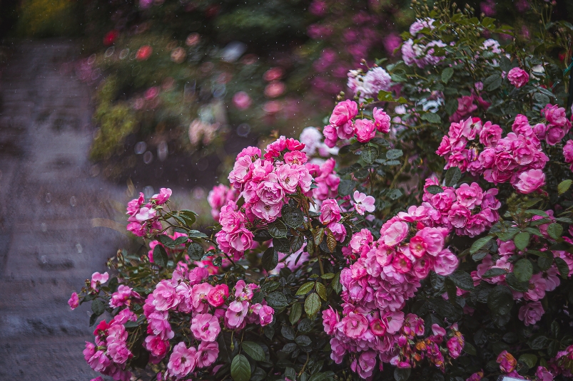 розы, весна, лето , погода, прогноз погоды , ботанический сад Мария Смитюк, ИА PrimaMedia