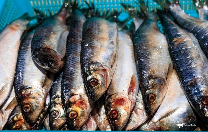 Сельдь Евгений Кулешов, ИА PrimaMedia