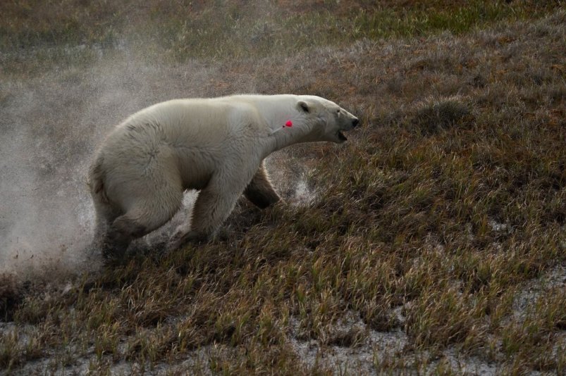 Белая медведица Сахайана преодолела 750 км вдоль побережья Восточно-Сибирского моря с тг-канала Аркадия Семенова