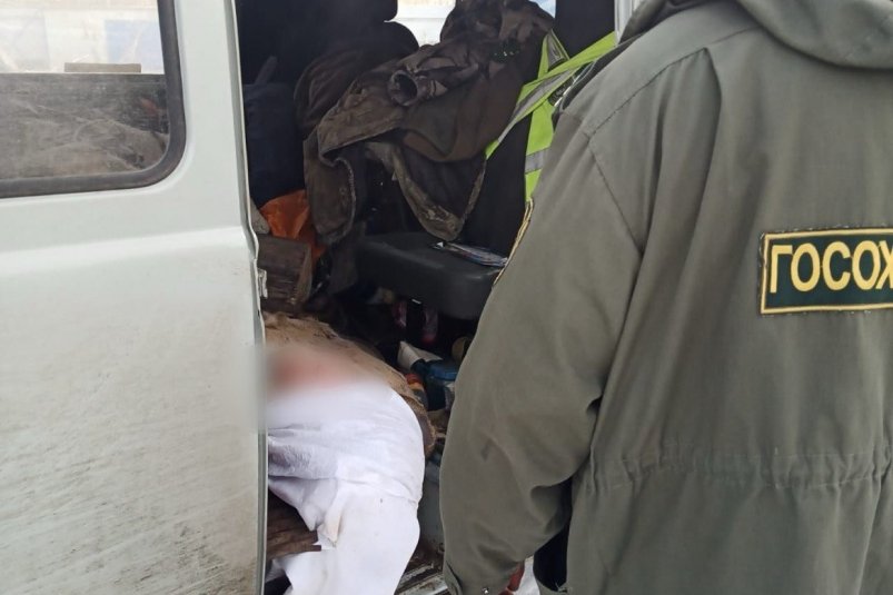 Стая бродячих собак напала на сибирскую косулю в Ангарске тг-канал (18+) Службы по охране и использованию объектов животного мира Иркутской области