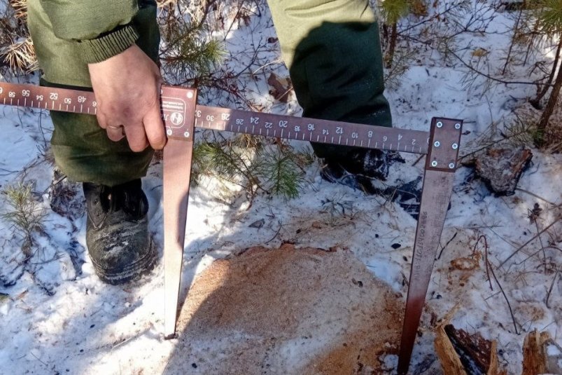 Вырубка тг-канал (18+) Минприроды Забайкалья