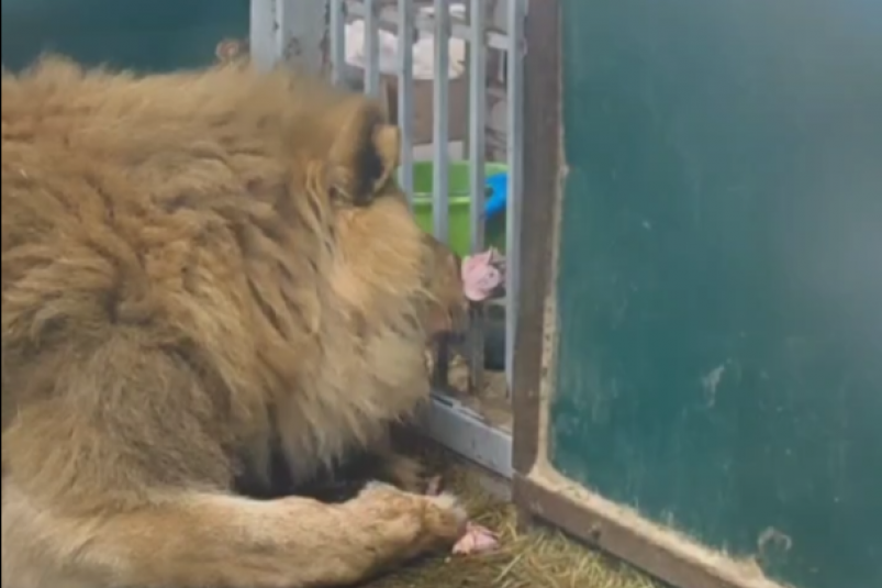 Лев тг-канал Иркутского зоопарка (18+)