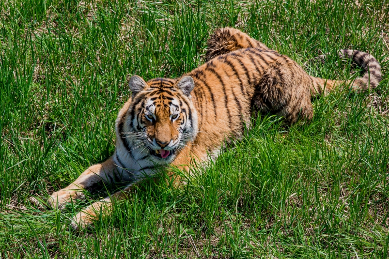 тигр Мария Смитюк, ИА PrimaMedia