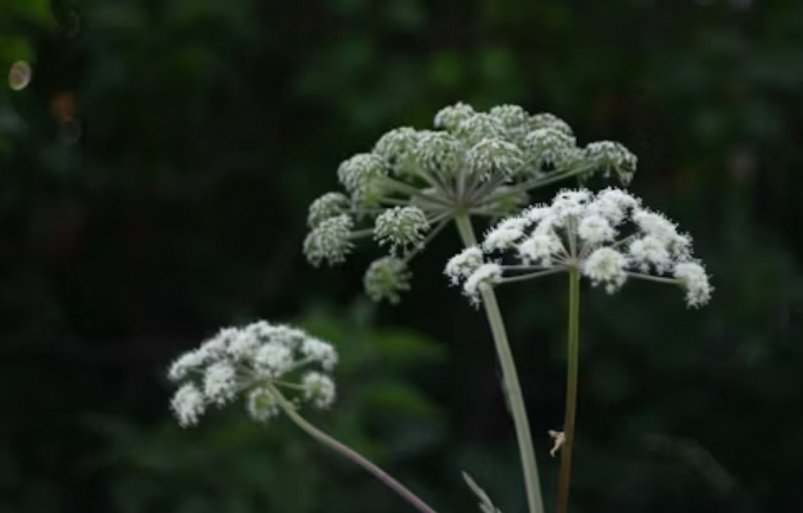 Борщевик unsplash.com