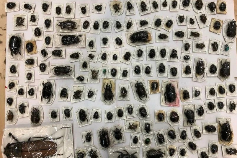 Тематическое фото Telegram-канал ФТС России