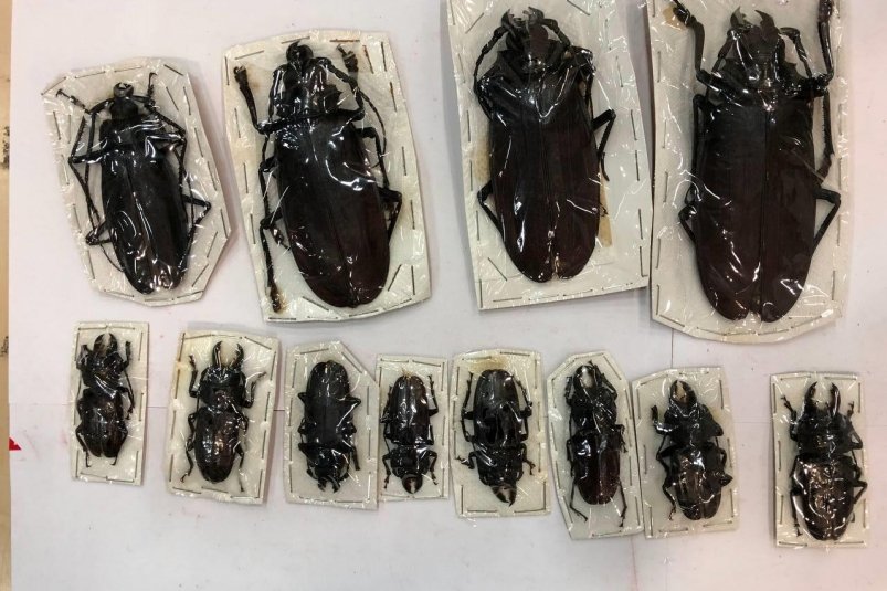 Двести гигантских жуков из Перу пытались завезти на Ставрополье Федеральная таможенная служба