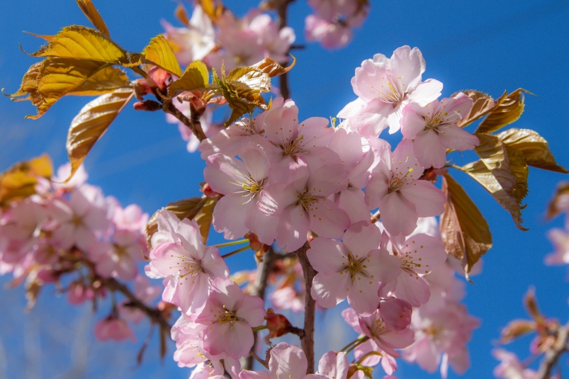 Цветущая сакура Владислав Беляцкий, ИА SakhalinMedia