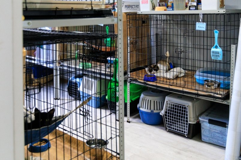 Владелица приюта на Кубани отрицает гибель животных от голода Евгений Кулешов